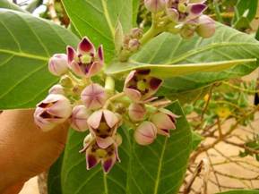 Calotropis procera induced ocular toxicity, manifestations and management – an observational study