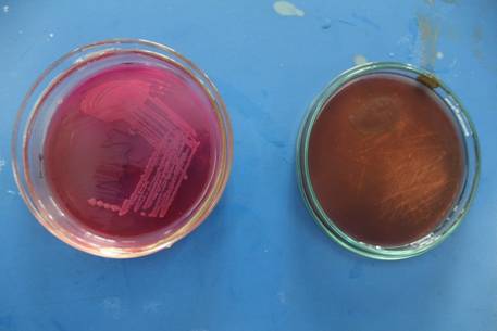 Inhibitory effects of copper on bacterial and fungal growth