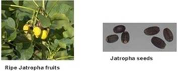 Clinical profile of Jatropha Curcas poisoning in children